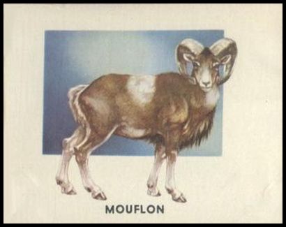 167 Mouflon